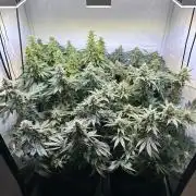 The Sativa Run