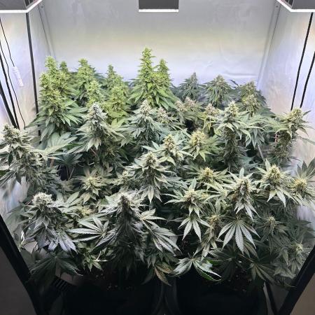 The Sativa Run