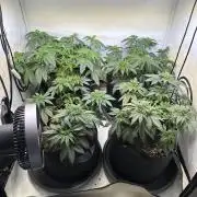 The Sativa Run