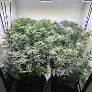 The Sativa Run
