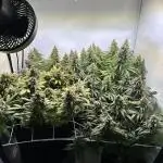 F1 Triploid Sticky Wasabi, Iced Sangria