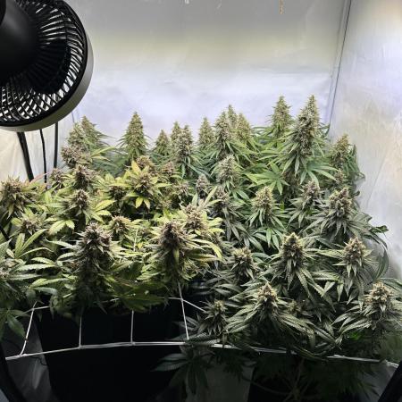 F1 Triploid Sticky Wasabi, Iced Sangria