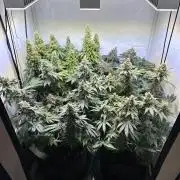 The Sativa Run