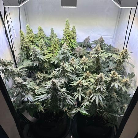 The Sativa Run