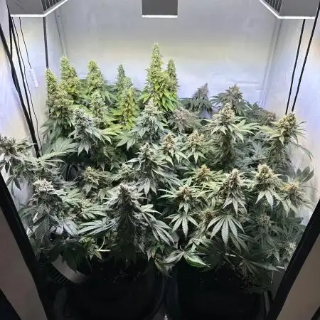 The Sativa Run