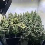 F1 Triploid Sticky Wasabi, Iced Sangria