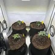 The Sativa Run