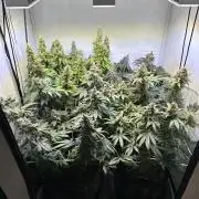 The Sativa Run
