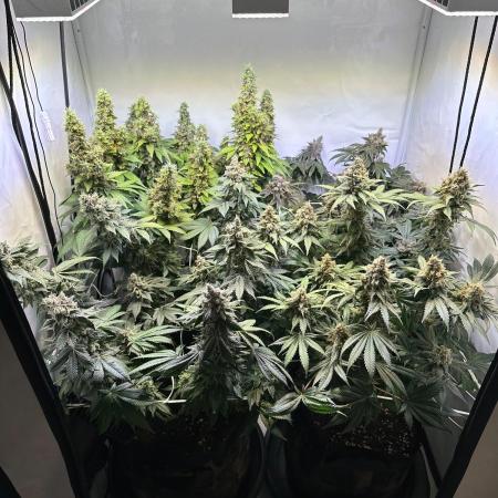 The Sativa Run