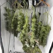 F1 Triploid Sticky Wasabi, Iced Sangria