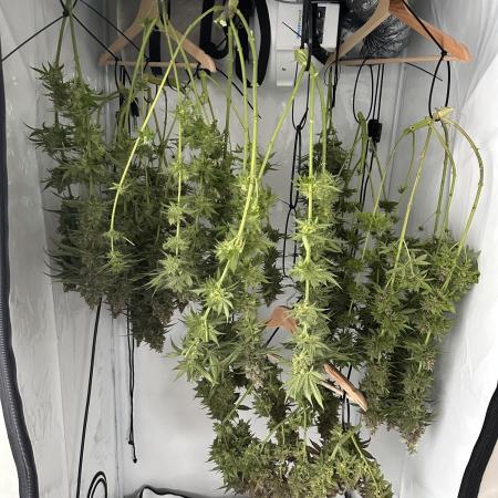 F1 Triploid Sticky Wasabi, Iced Sangria