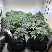The Sativa Run