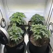 The Sativa Run