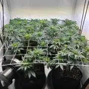The Sativa Run