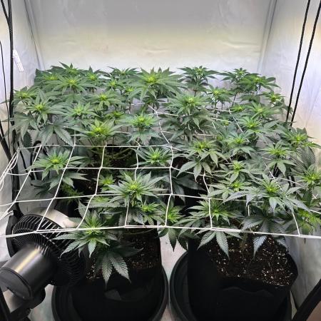 The Sativa Run
