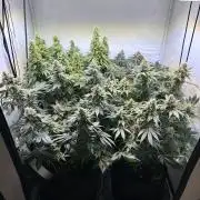 The Sativa Run