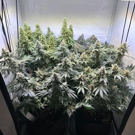 The Sativa Run