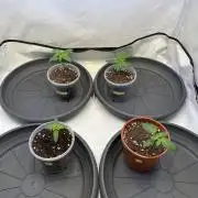 The Sativa Run