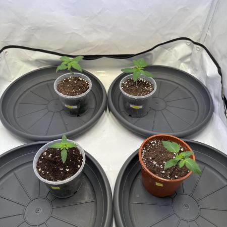 The Sativa Run