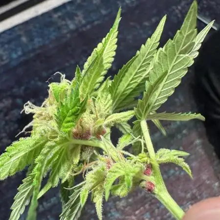 F1 Triploid Sticky Wasabi, Iced Sangria