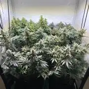 The Sativa Run