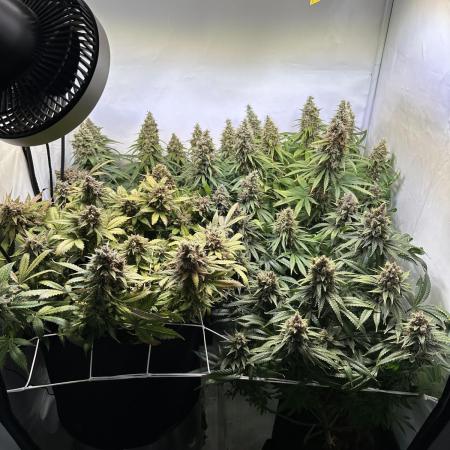 F1 Triploid Sticky Wasabi, Iced Sangria