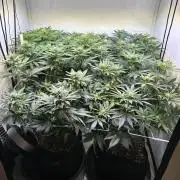 The Sativa Run