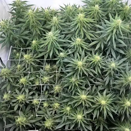 F1 Triploid Sticky Wasabi, Iced Sangria