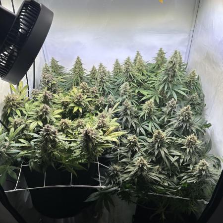 F1 Triploid Sticky Wasabi, Iced Sangria