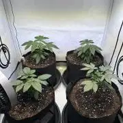 The Sativa Run