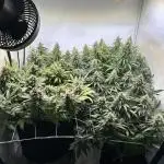 F1 Triploid Sticky Wasabi, Iced Sangria