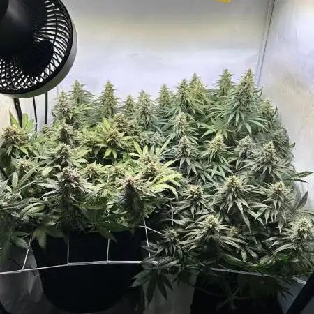 F1 Triploid Sticky Wasabi, Iced Sangria