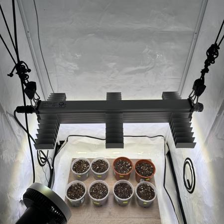 The Limited Edition Run