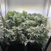 The Sativa Run