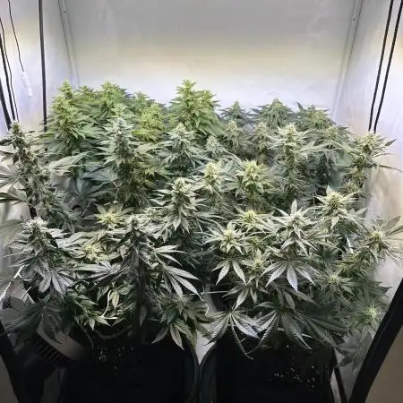 The Sativa Run