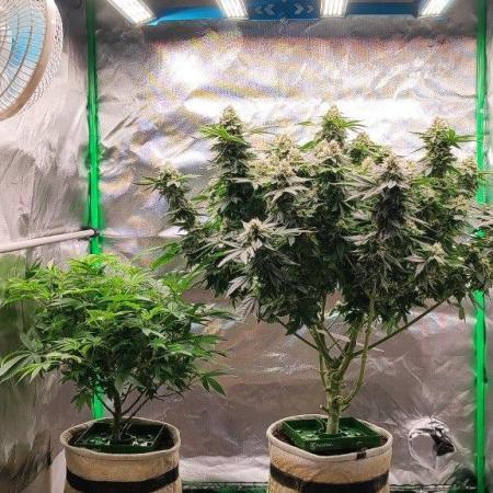 50 Dragons(+clone) by UKHTA