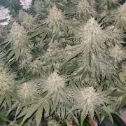 50 Dragons(+clone) by UKHTA