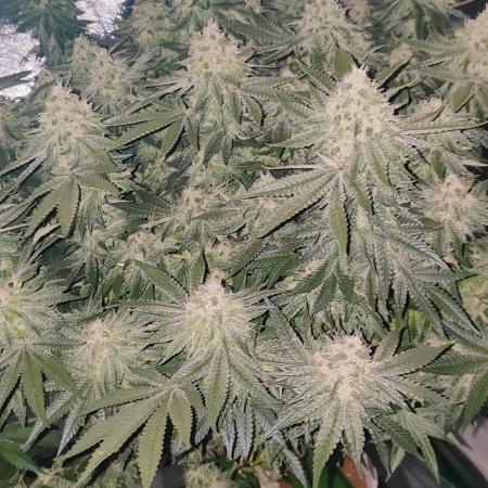 50 Dragons(+clone) by UKHTA