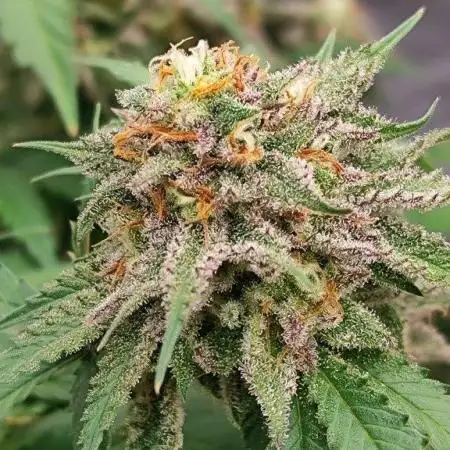 UKHTA (bonus unknown seed)