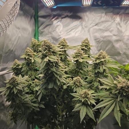 FRUIT GUM #2 by UKHTA