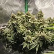 FRUIT GUM #2 by UKHTA