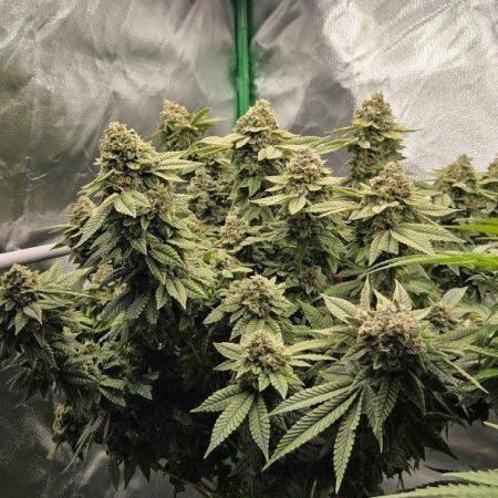 FRUIT GUM #2 by UKHTA