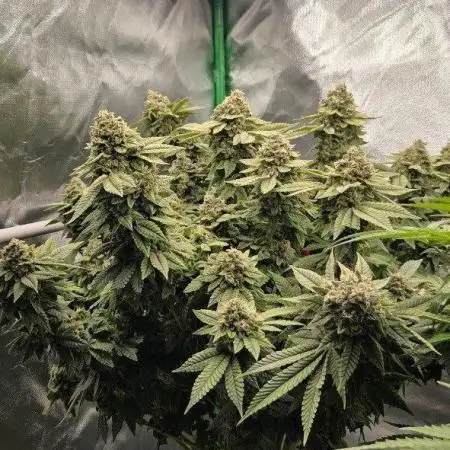 FRUIT GUM #2 by UKHTA