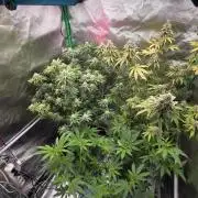 50 Lemons