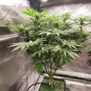 FRUIT GUM #2 by UKHTA