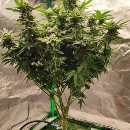 FRUIT GUM #2 by UKHTA