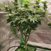 FRUIT GUM #2 by UKHTA