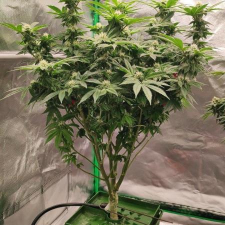 FRUIT GUM #2 by UKHTA