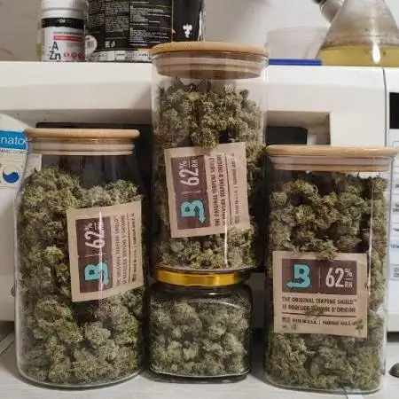GUMS by UKHTA Seeds
