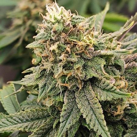 50 Dragons(+clone) by UKHTA